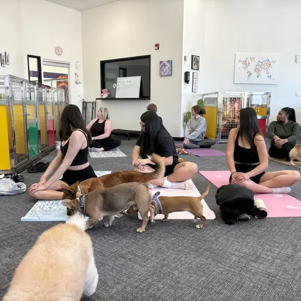 Puppy yoga participants at K9 Rox Club